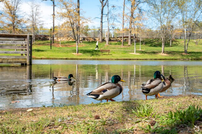 Visitors can easily spot the friendly local duck and geese of Park Road Park.