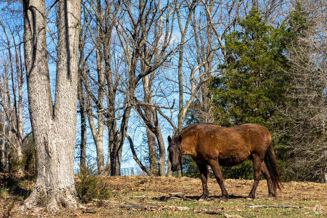 Horses and cattle are a common sight in Harrodsburg and the neighborhoods south of Bloomington.