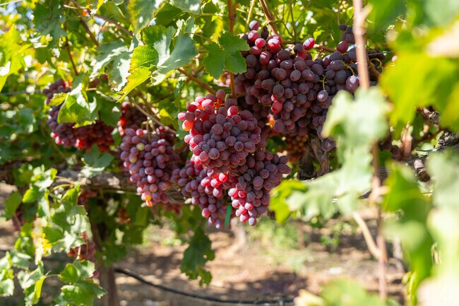 Terra Bella vineyards offer visitors a chance to see grapes fresh off the vine each season.