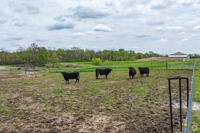 Sprawling farmlands with cattle sit beside equestrian facilities in Clayton.