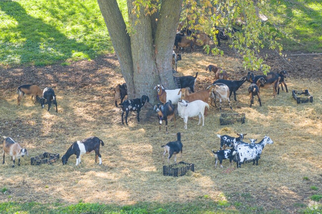 Rustic Road Farm hosts goat visits and fresh produce sales weekly.