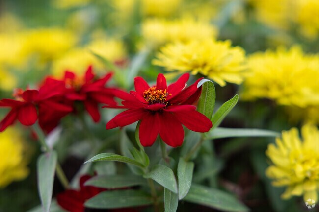 Brookhaven North is a neighborhood full of natural beauty.