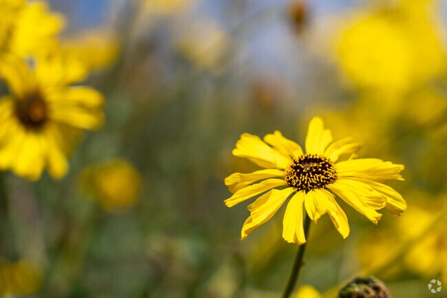 Wildflowers bloom across Almaden Meadows, adding vibrant color to the neighborhood.