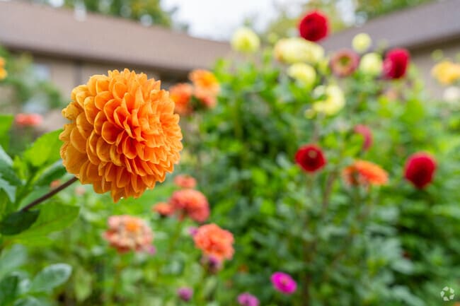 Foxdale Village has beautiful flowers throughout the community in Tusseyview.