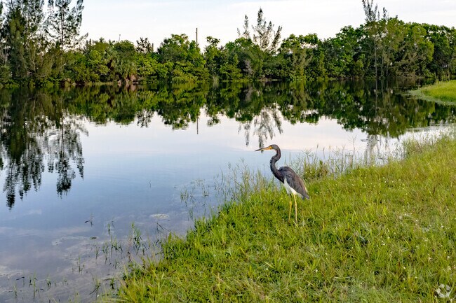A tri-colored heron surveys the New River Estates neighborhood in Sunrise.