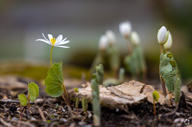 The Arboretum is a 100-acre park that sees 200,000 visitors each year.