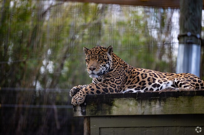 A stunning jaguar seen at the Texas Zoo in Victoria.