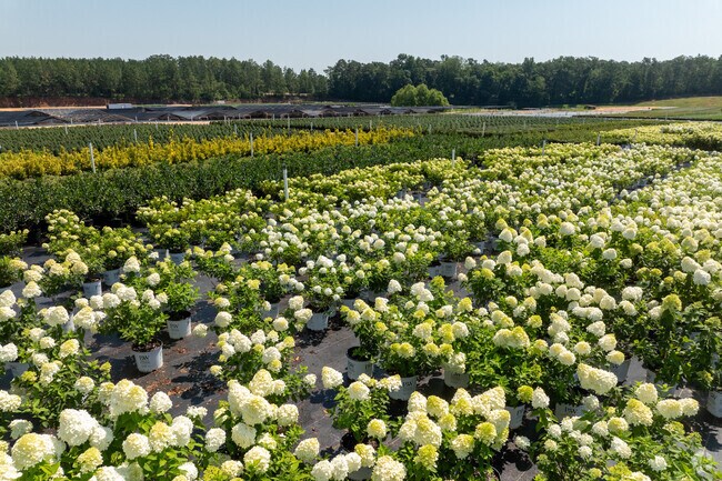 The Nurseries In the Big Creek Area are huge and grow everything from flowers to shrubs.