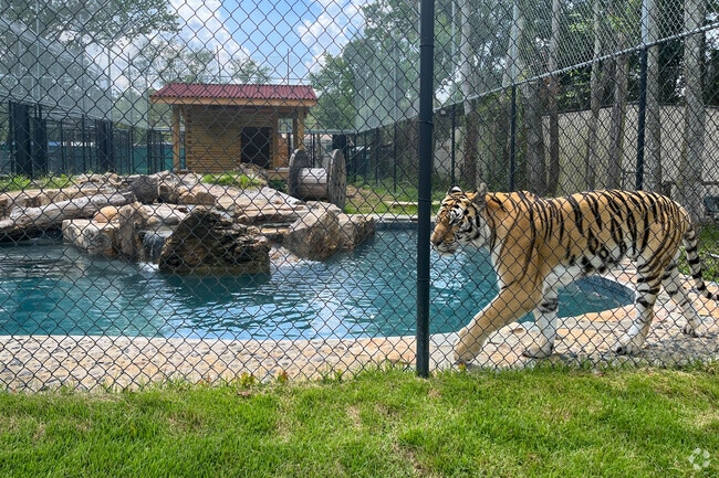 A majestic tiger at the Catty Shack Ranch in Pecan Park.
