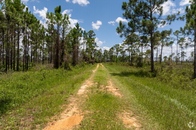Highlands Hammock State Park is a 9,000-acre ecosystem that provides hiking and biking trails and is a popular spot for bird watching.