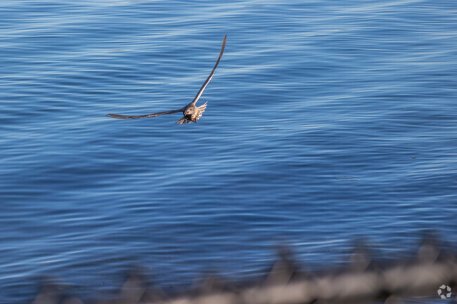 Enjoy bird watching along the harbor near Northwest.