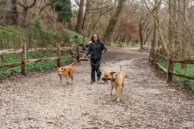Dogs roam freely at West Mill Creek Park, a spacious area in Lower Merion’s Penn Valley.