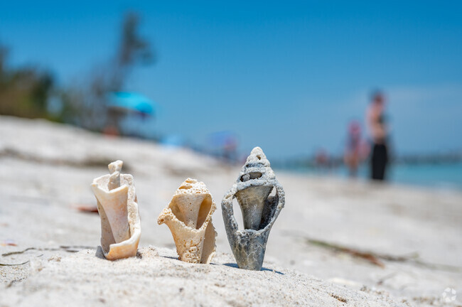 Finding seashells by the seashore is always a treat in Lido Key.