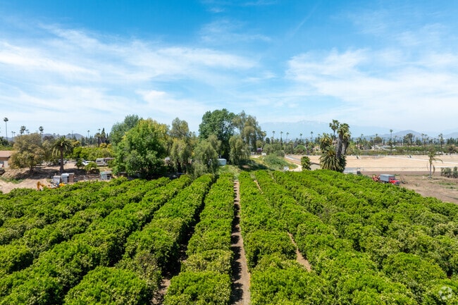 Through out the area of Arlington South, you might see a citrus field or two.