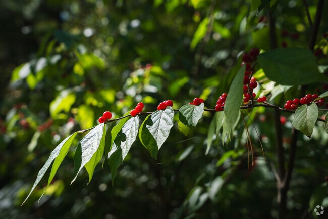 Mengerson Nature Preserve reveals the beauty of the forest in the smallest details to Imperial Gardens outdoor lovers.