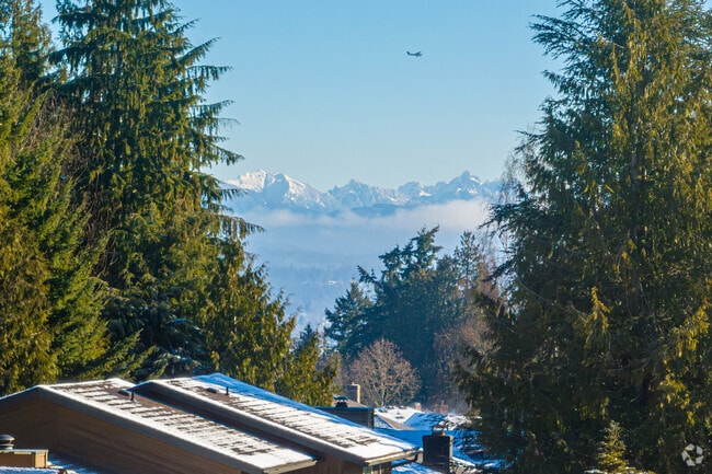 Silver Lake neighborhood looks like a rural town with its wealth of tall evergreen trees and spectacular views.