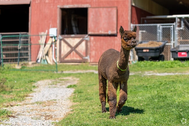An Alpaca heads to meet the guests at Asgard Acres Alpaca Farm in Forward Township.