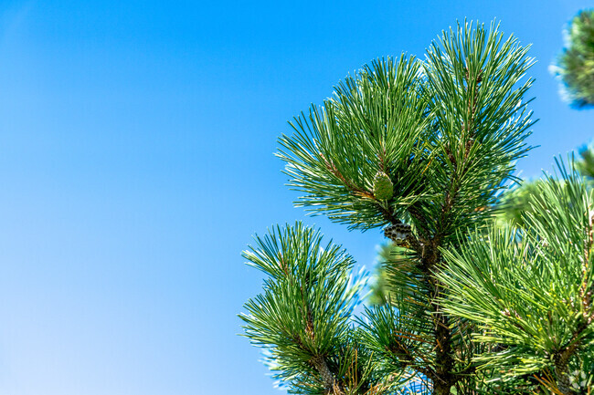 Mature Pine Trees showcase the scenic  and mature landscape of Faircloud Hills.