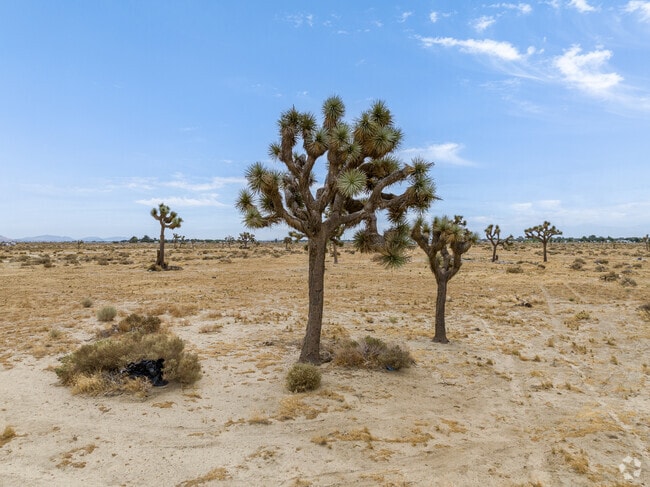 In many of the surrounding fields your fine Joshua Trees in Central Lancaster.