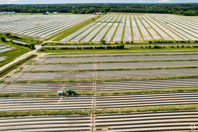 Farm fields around Accomac are often planted with soybeans, corn, and wheat—staples of the region’s economy.