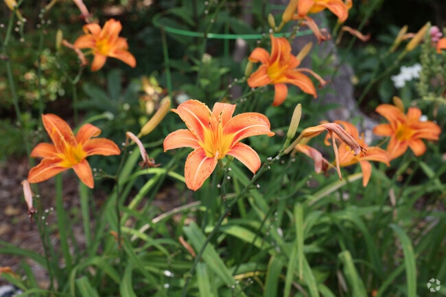 Beautiful homes and gardens line the streets in Colonial Place.