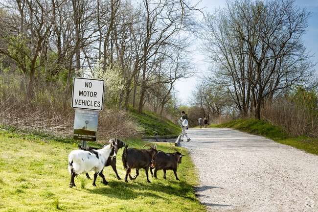 A herd of Nigerian dwarf goats, employed by the town, ecologically control the weeds and overgrowth at the Norman J Levy Park and  Preserve in Merrick