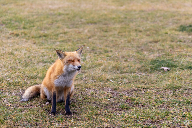 An adorable fox stopping to say hello in Greenhill.