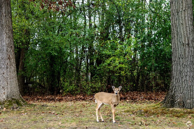 With plenty of natural space Glenwood Heights is home to a thriving wildlife population.