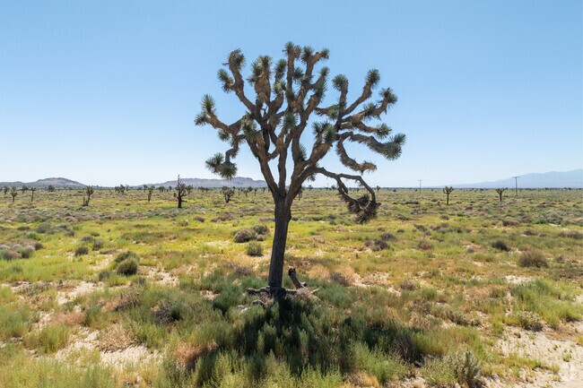 Joshua Trees are a unique and distinct feature of the Antelope Valley and East Palmdale.