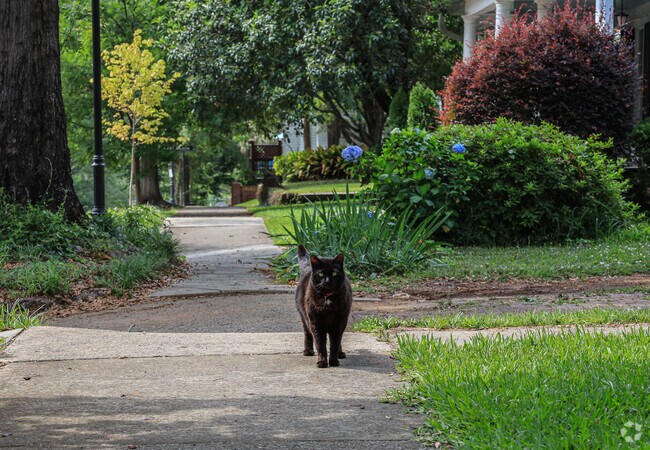 A feline resident of Elmwood Park freely roams the street.