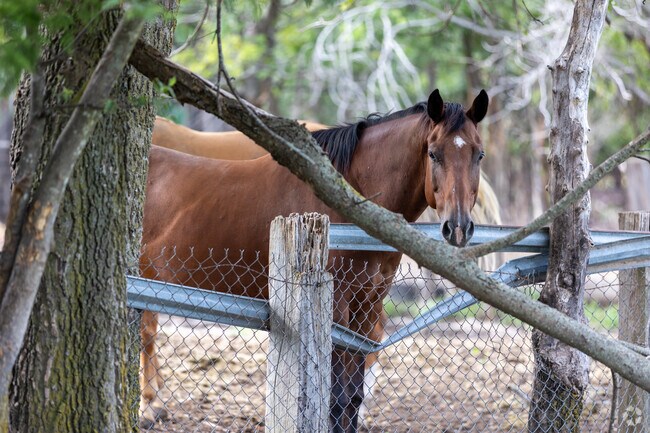 A horse looking out from a Turley ranch home, enjoying the Tulsa,OK countryside.
