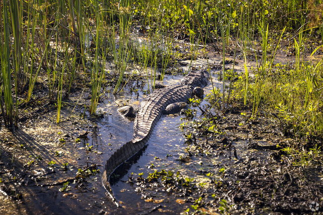 Walk along the boardwalk at Cameron Prairie National Wildlife Refuge to spot an alligator.