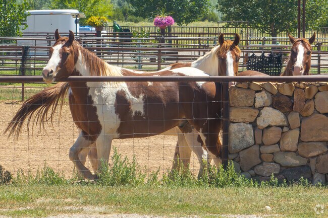 With large properties, residents of Galisteo have opportunities to have animals such as horses.