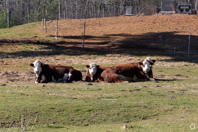 There are cattle ranches in North Berwick.