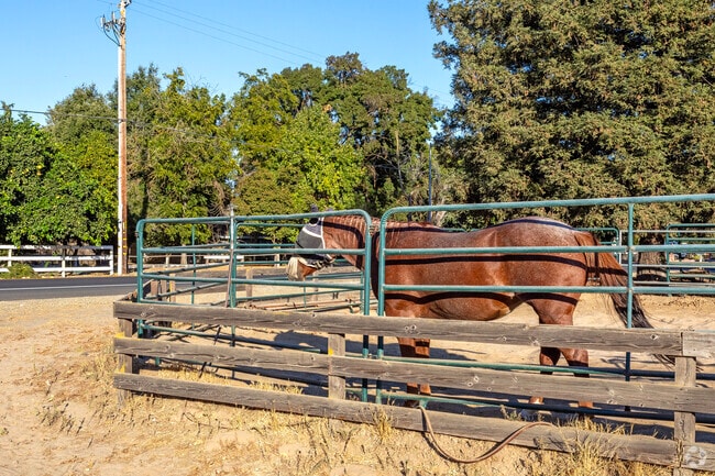 Horses can be found in the yards of many properties in the McSwain area.