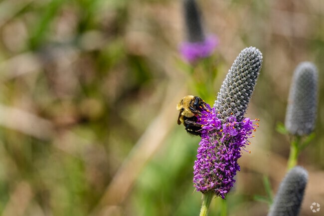 Whalon Lake is home to wildlife like bees that pollinate and support the local ecosystem.