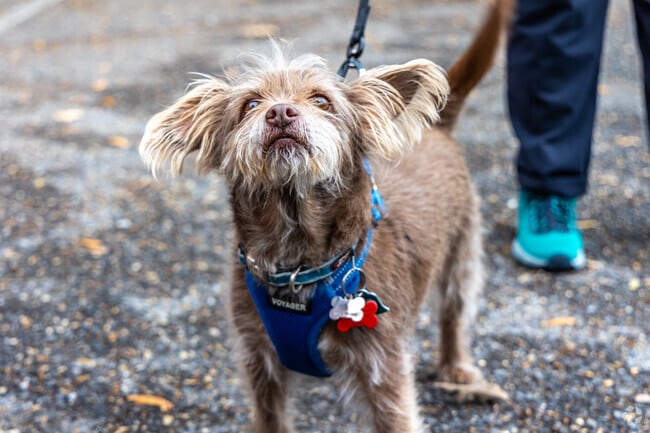 Antioch Boulevard Park is the perfect location to walk your pets.