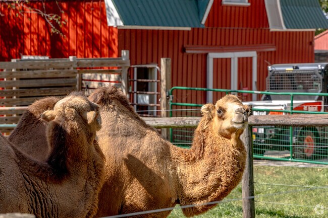 The Scovill Zoo is a popular attraction just minutes from South Shores.