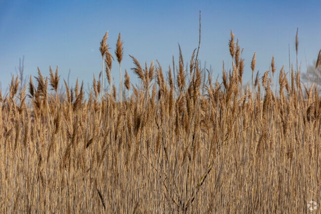 Cat tails line the many green spaces of Hillside.