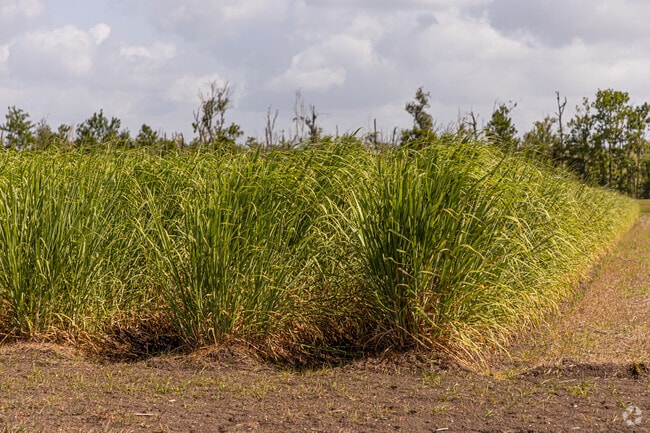Sugarcane is a popular crop that is grown around Reserve.