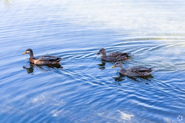 Ducks are common sights at Park Lake Highland's lakes.