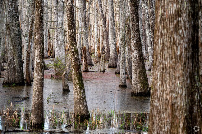 Swamps near Abbeville have helped create a growing outdoor tourism industry.
