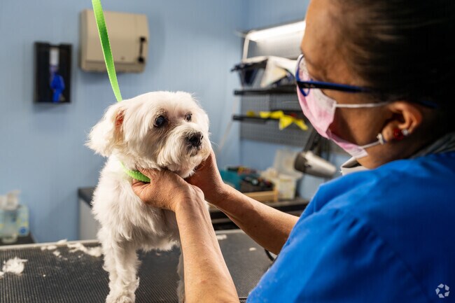 A little guy is groomed at Acton Pet Grooming in Acton.