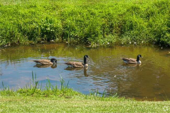 City Pond is a park in Winder beloved for its peaceful views.