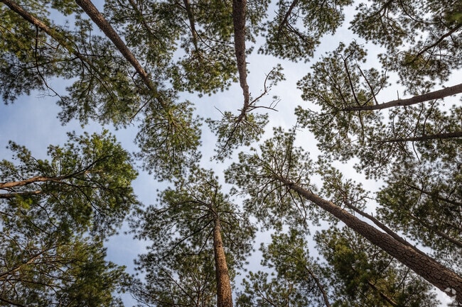 Locals enjoy the shade from the towering trees at Sesquicentennial State Park in Northeast Columbia.