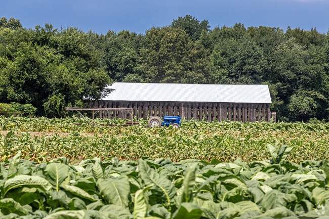 Broadleaf tobacco grown in East Windsor is used to wrap some of the finest cigars.