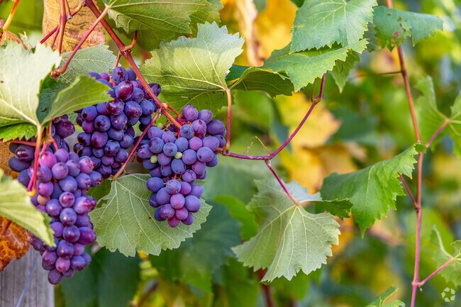 Hamon Haven Winery has been serving Old Pine Grove residents for over 30 years.