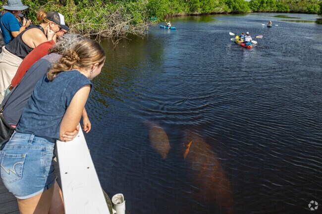 Manatee sightings are more popular in the winter at Manatee Park due to its warmer waters.