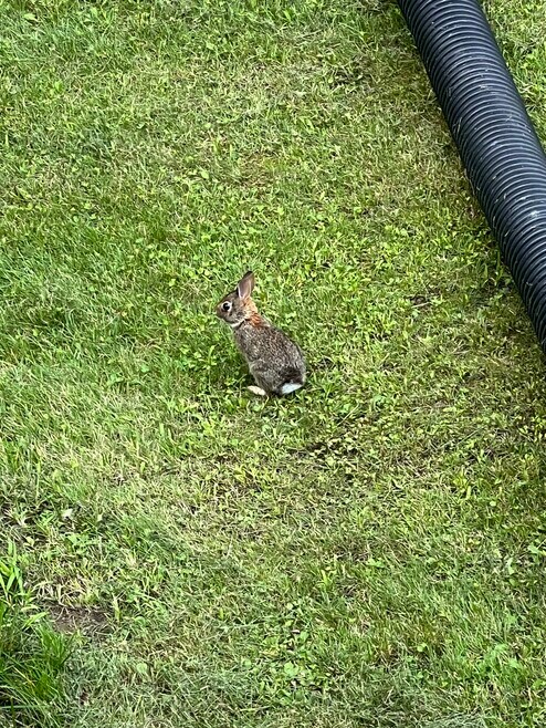 Pictures coming soon