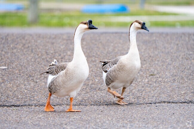 You may run into some birds along the walking trails at Edinburg Scenic Wetlands & World Birding Center.